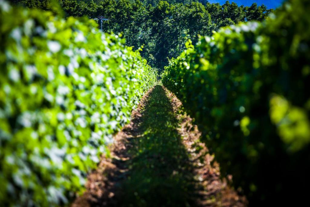 Agriturismo Casteldelpiano Licciana Nardi Екстер'єр фото