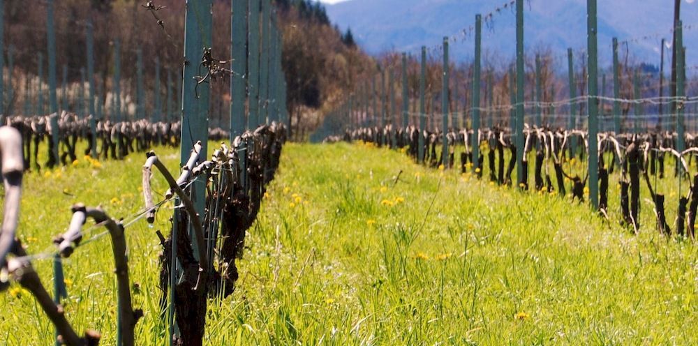 Agriturismo Casteldelpiano Licciana Nardi Екстер'єр фото